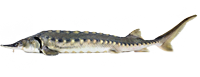 Ікра